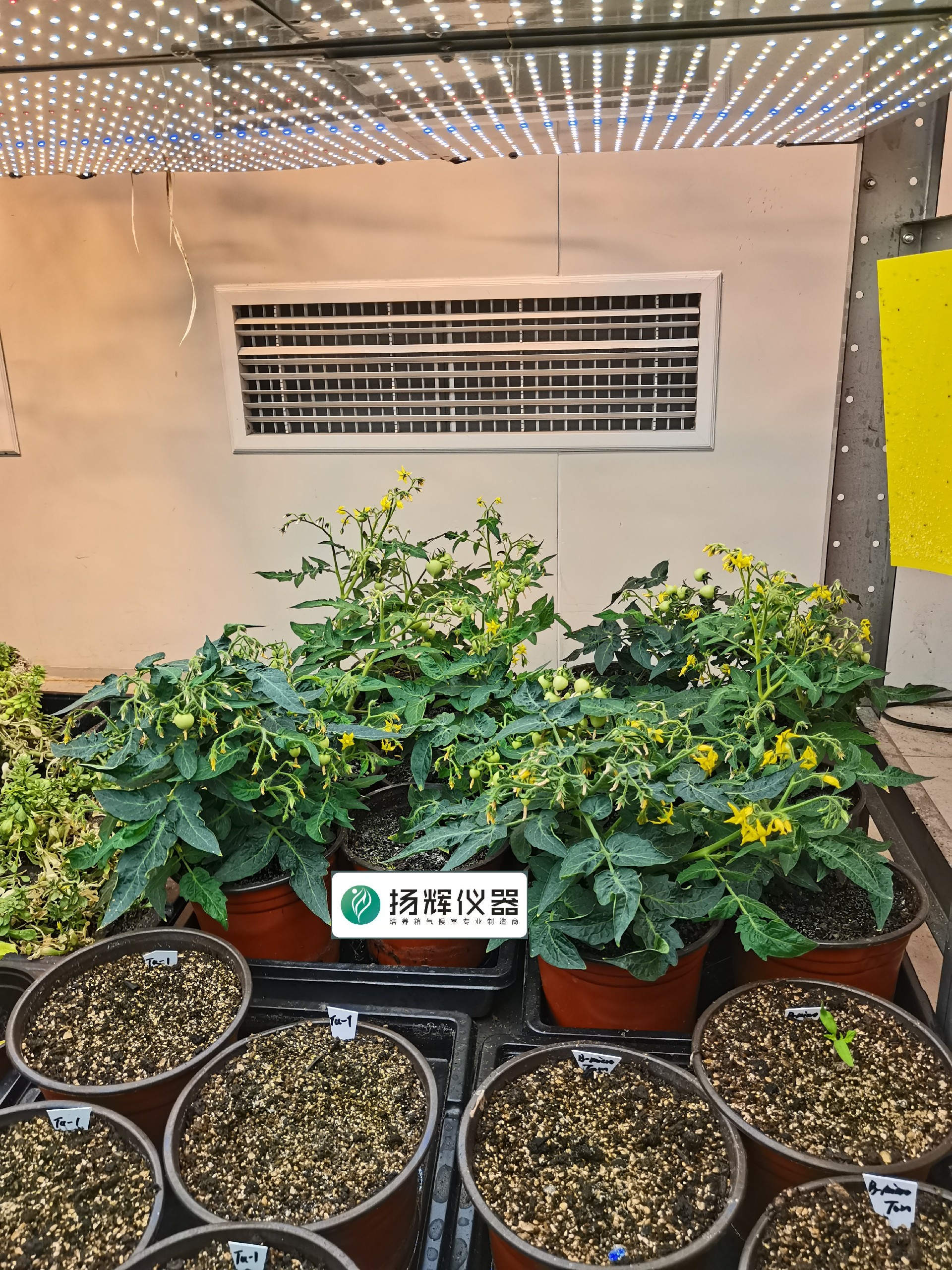 1668910843139676.jpg 番茄1.jpg