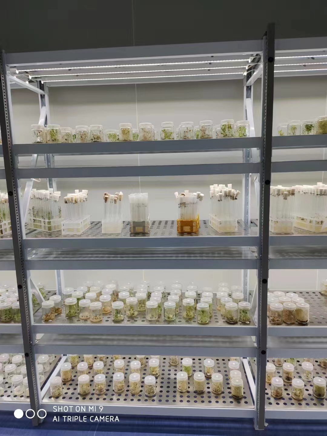 1668911802126057.jpg 组培2.jpg